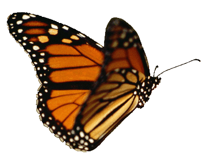 2025 flying butterfly
